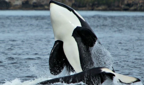 Vancouver Island